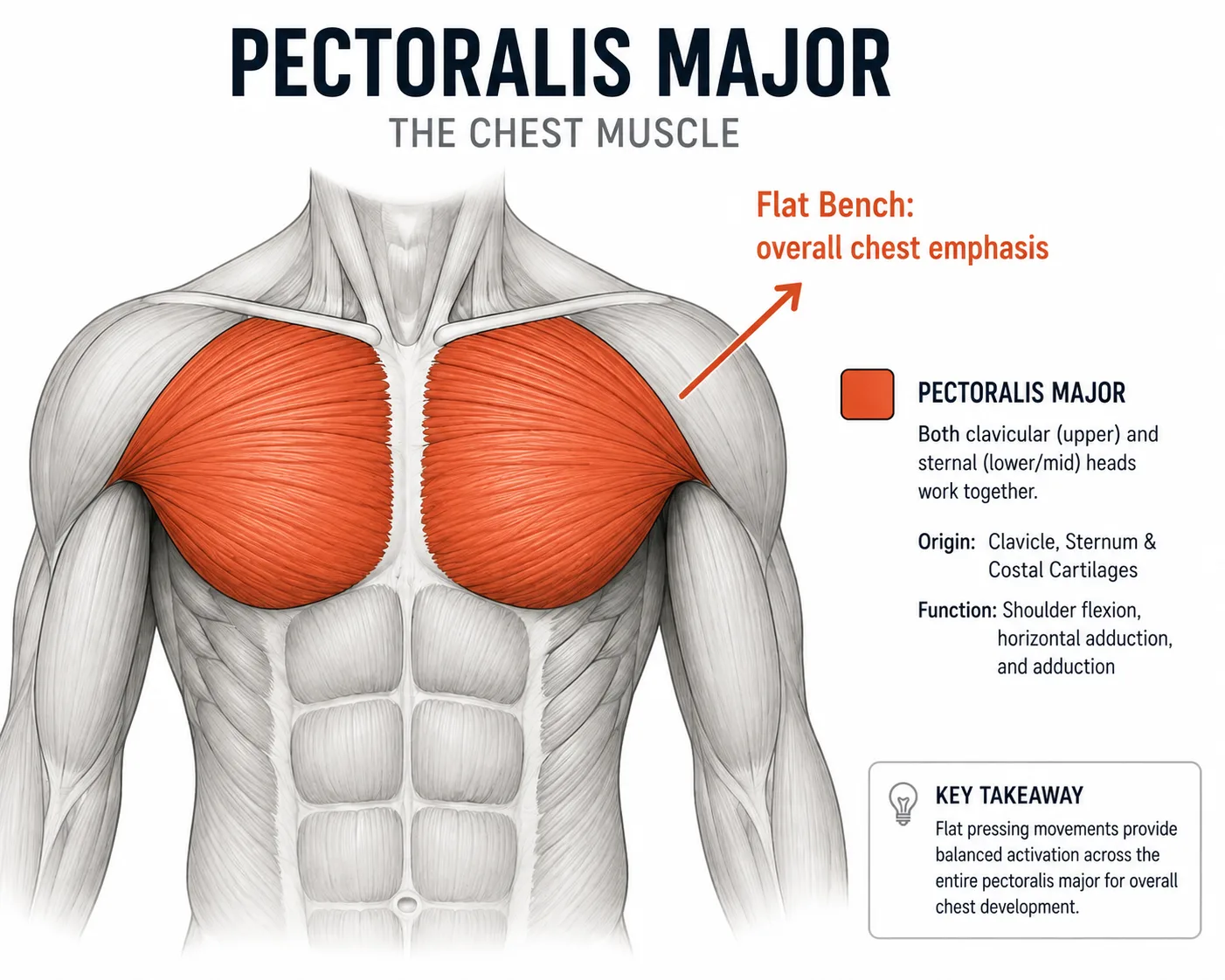 Flat bench press overall chest activation diagram showing full pectoralis major emphasis