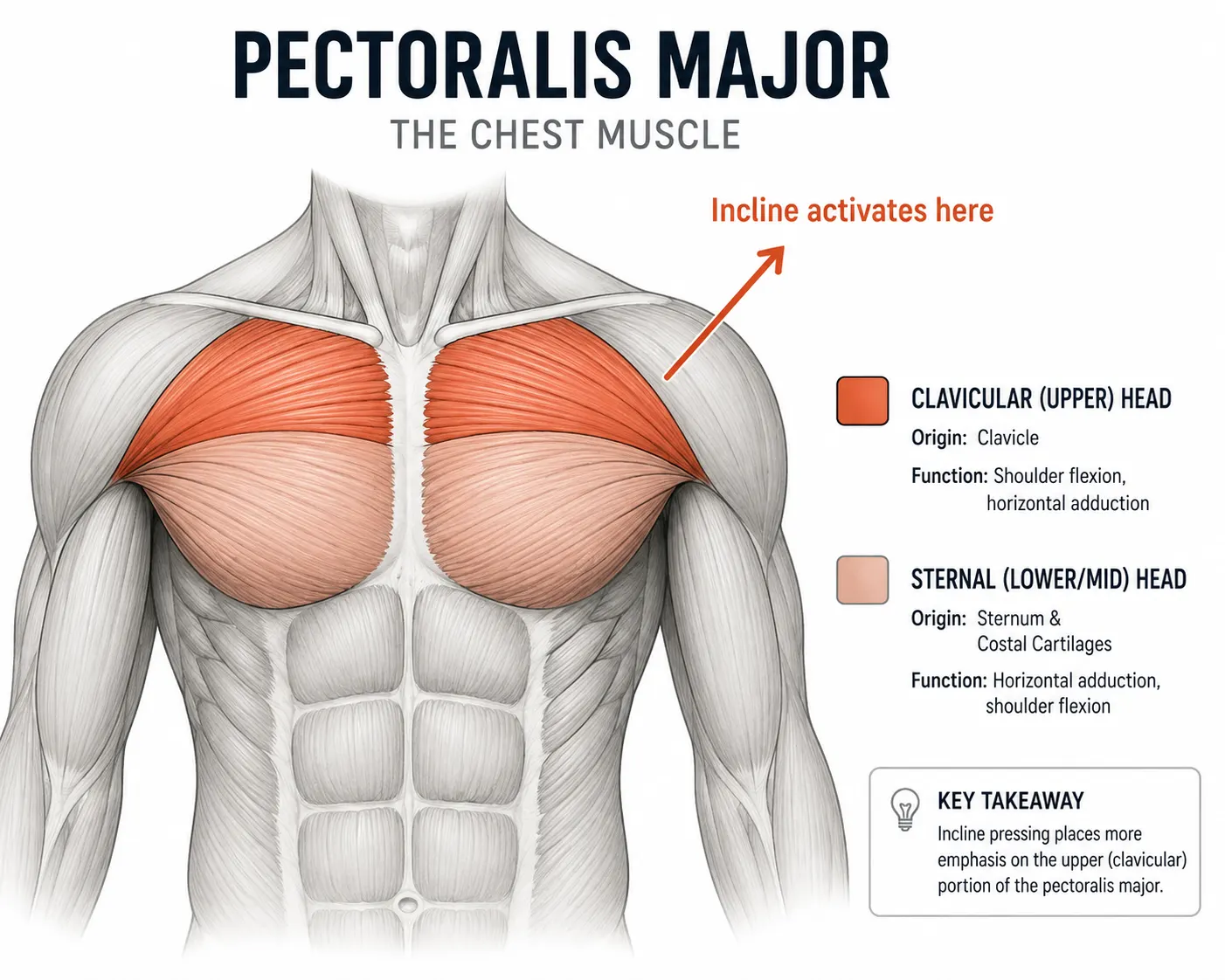 Upper chest muscle activation diagram for incline bench press vs flat bench press overall chest activation