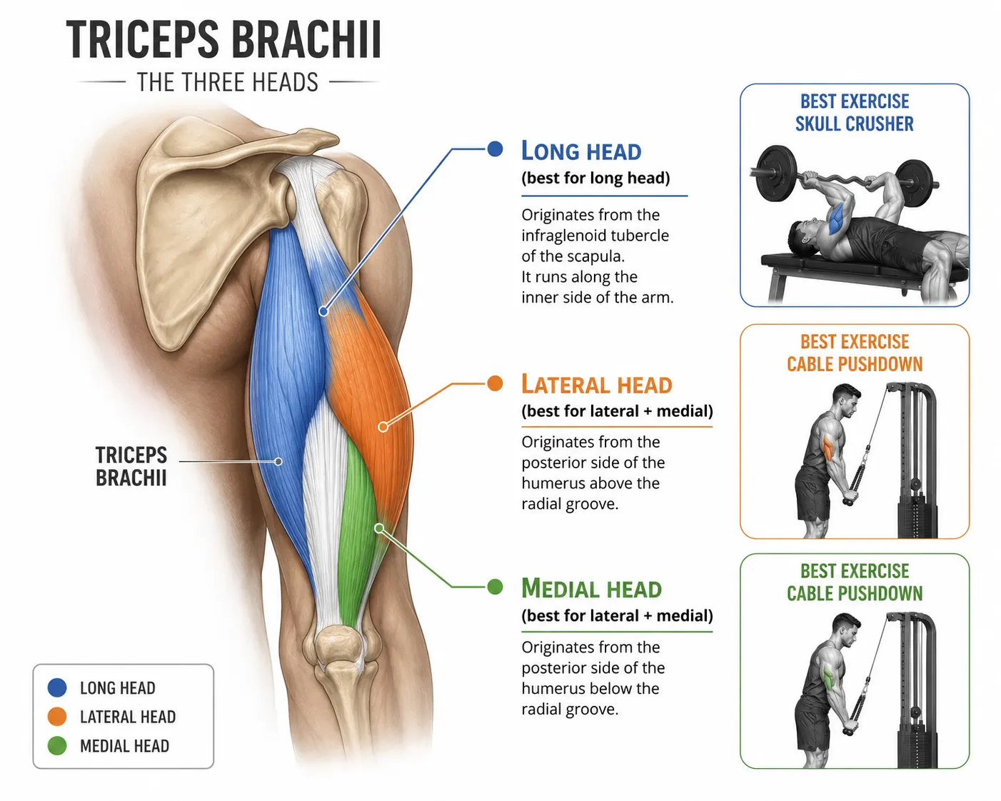 Triceps muscle anatomy showing long head, lateral head and medial head emphasis for skull crusher vs tricep pushdown